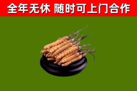康县烟酒回收冬虫夏草.jpg
